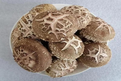 香菇